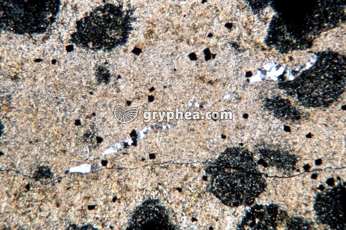 Schiste tacheté (à cordiérite) LPA x10 - gryphea.com